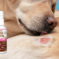 Probiotic Wound Care -  100ml spray