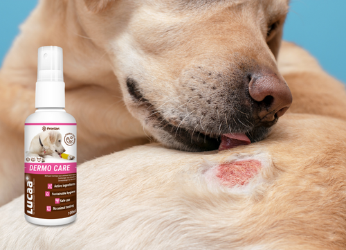 Probiotic Wound Care -  100ml spray