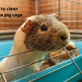 Probiotic Kennel Cleaner - 1L concentrate