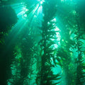Sustainably Harvested Irish Kelp For Dogs