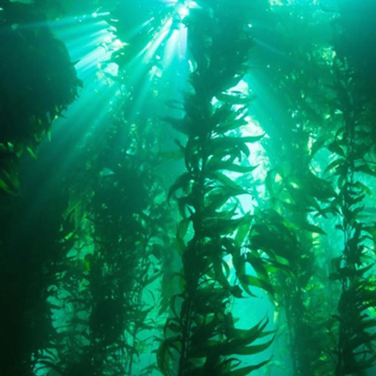 Sustainably Harvested Irish Kelp For Dogs