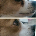Oculus Prime | For Weepy Eyes & Tear Staining in Dogs