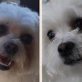 Oculus Prime | For Weepy Eyes & Tear Staining in Dogs