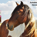 Probiotische Wundversorgung – 100 ml Spray