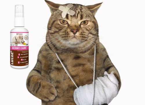 Probiotische Wundversorgung – 100 ml Spray