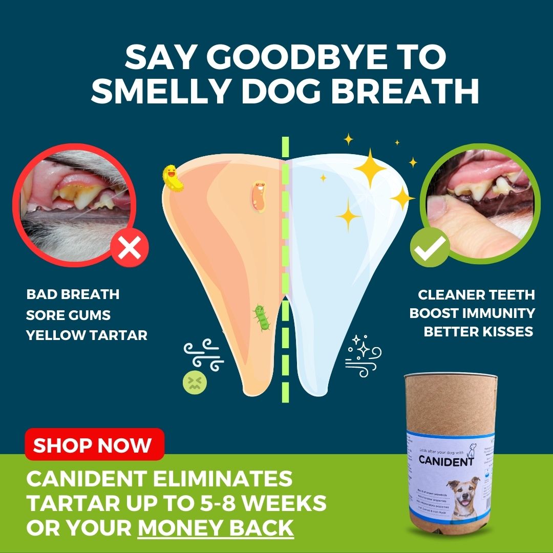 Canident | Goodbye tartar and smelly dog breath, naturally…