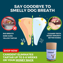 Canident | Kümmern Sie sich um die Mundhygiene Ihres Haustiers … 