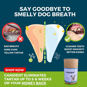 Canident | Kümmern Sie sich um die Mundhygiene Ihres Haustiers … 