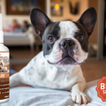 Probiotische Ohrenpflege für Hunde und Katzen – 100 ml
