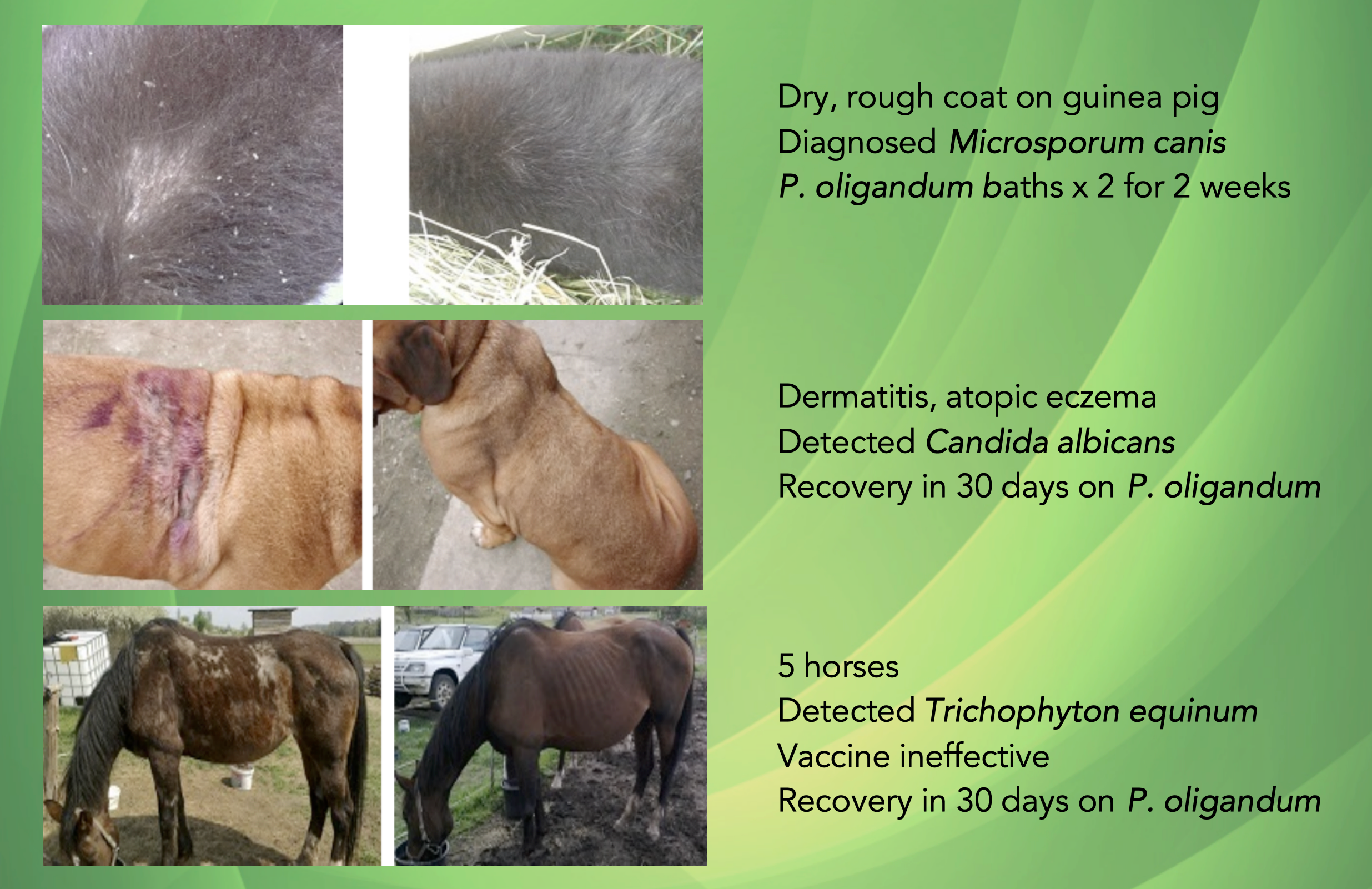Propythium Effervescent Tablets - Natural Yeast Killer