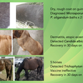 Propythium Effervescent Tablets - Natural Yeast Killer