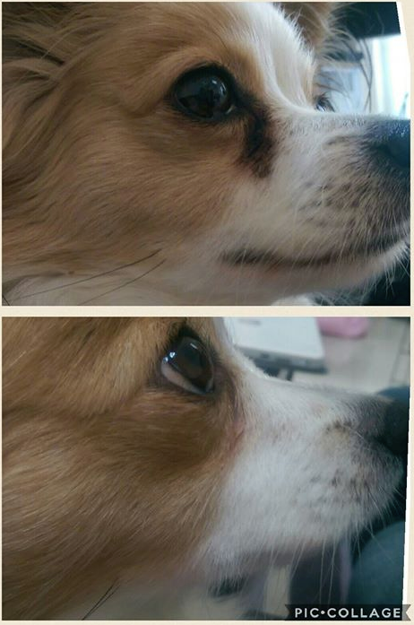 Oculus Prime | Gegen weinende Augen und Tränenflecken bei Hunden
