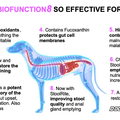 BioFonction8 | Mélange de sucettes intestinales 